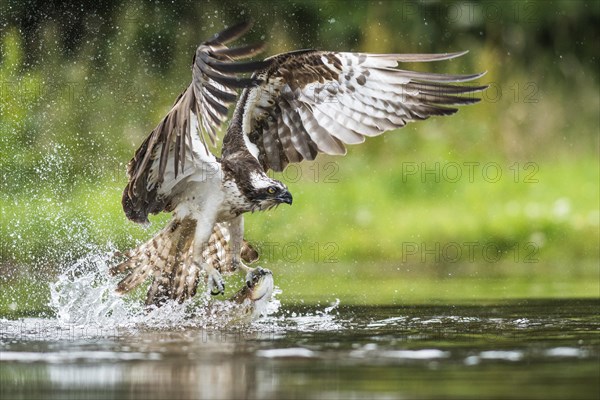 Fish eagle