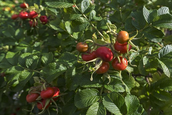 Rosehips of the Rugosa rose