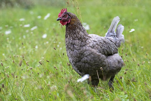 Domestic chicken