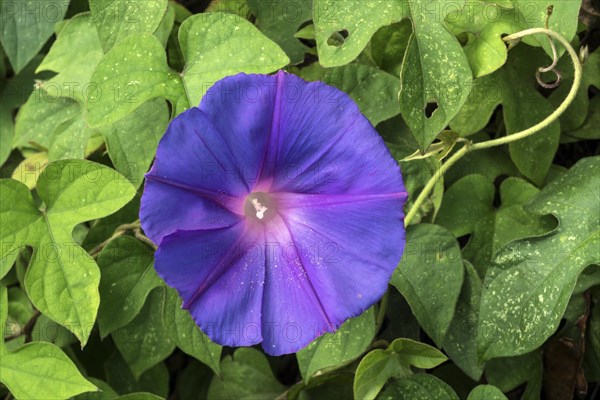 Blue flowering Field bindweed