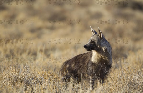 Brown hyena