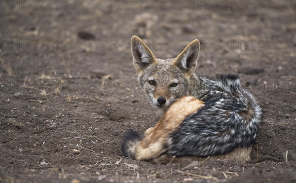 Black-backed jackal