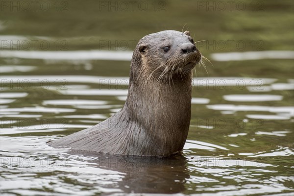 Neotropical otter