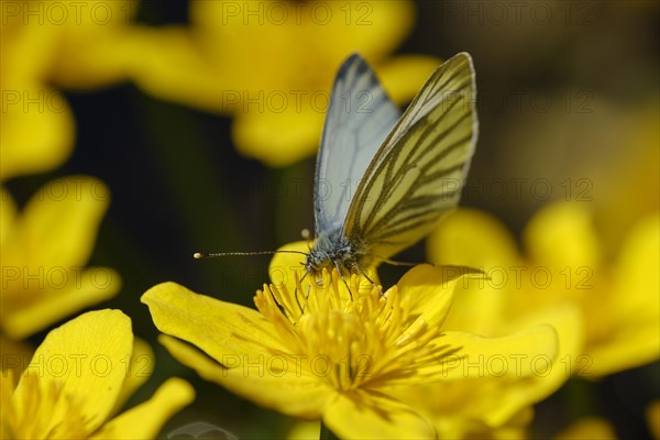 Green-veined white