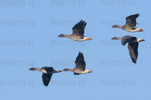 Bean Geese