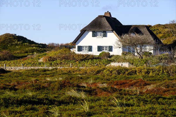 Typical Frisian house with thatched roof in the dunes of Hornum