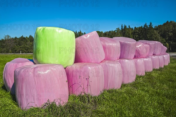 Silage bales in pink and green plastic wrap