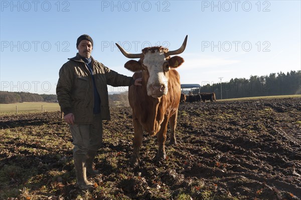 Farmer with Salers cow in pasture