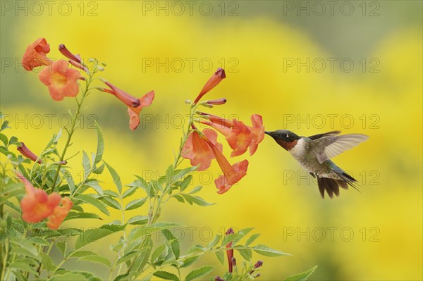 Ruby-throated Hummingbird