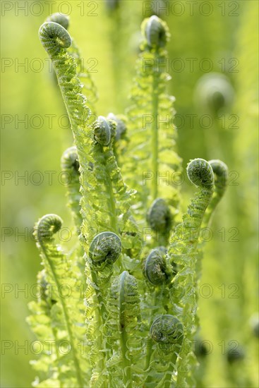 Ostrich Fern