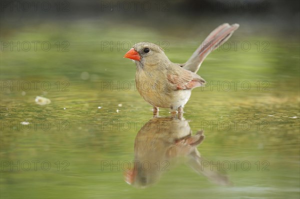 Northern Cardinal