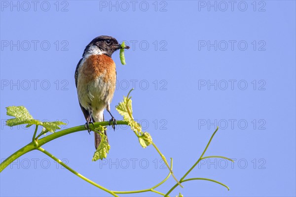 African stonechat