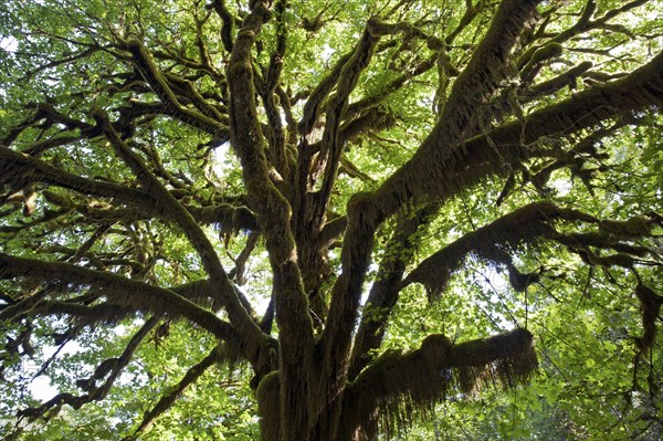 With moss overgrown tree in the Quinault Rainforest near Quinault