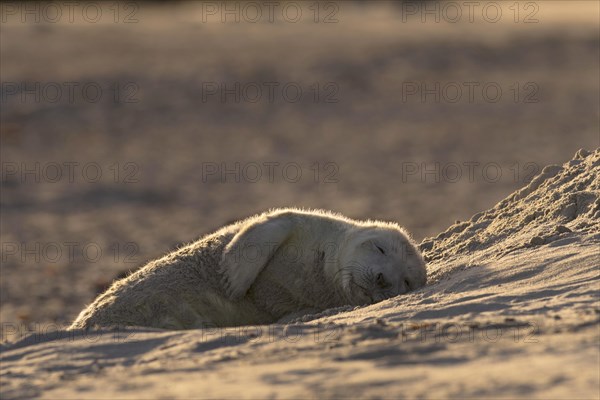 Gray Seal