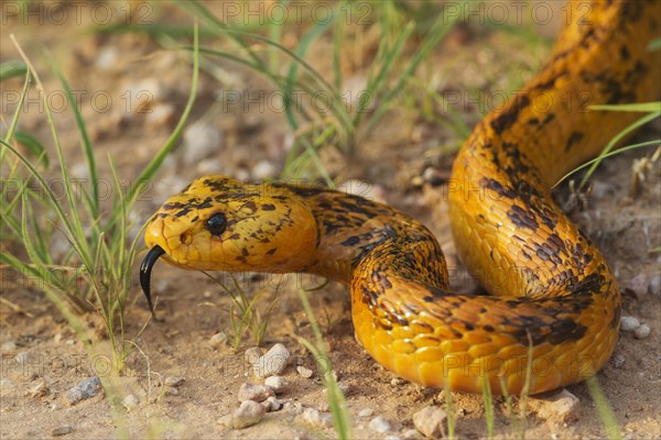 Cape Cobra