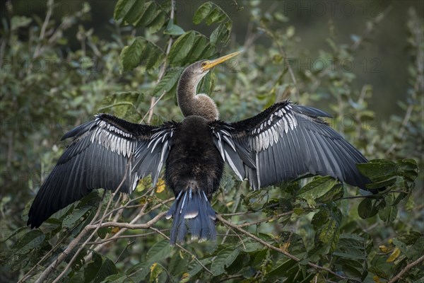 Anhinga or Water Turkey