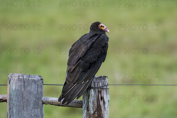 Lesser yellow-headed vulture