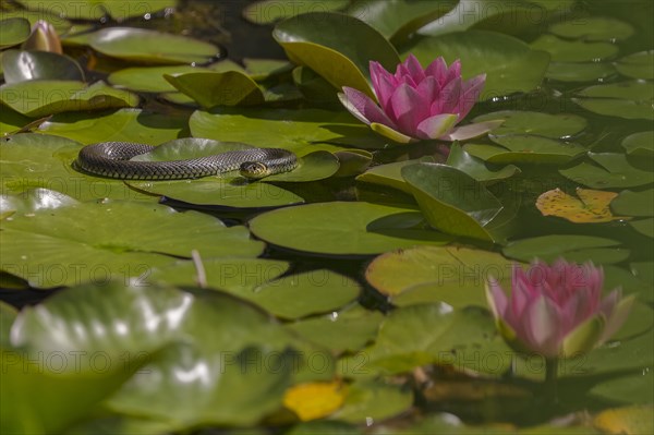 Grass snake