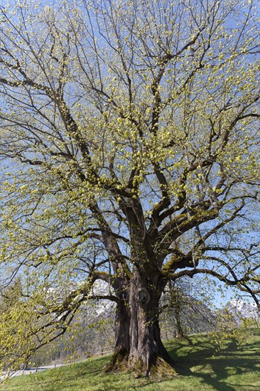 Large-leaved Linden