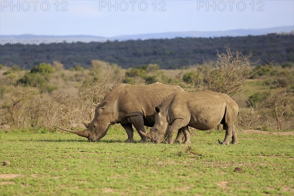 White rhinoceroses