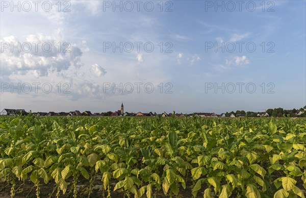 Tobacco plant cultivation