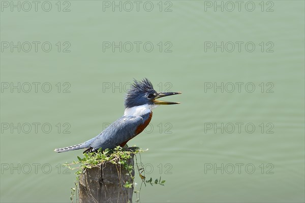 Ringed kingfisher