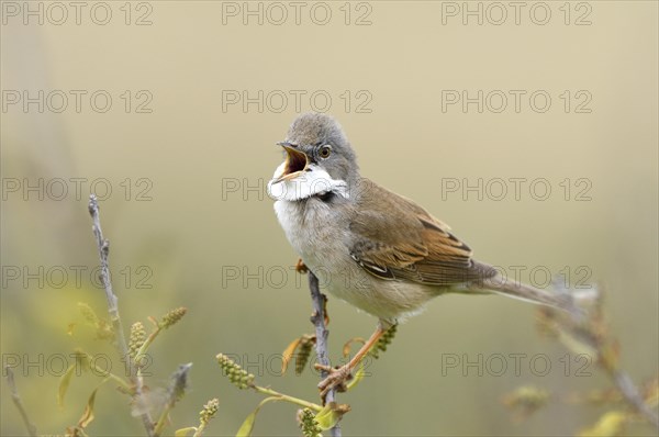 Common whitethroat