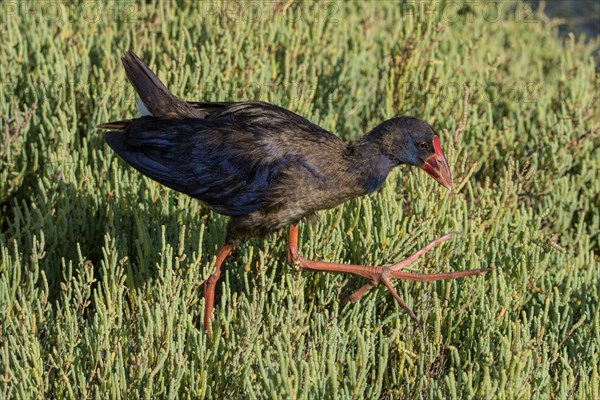 Purple Grouse