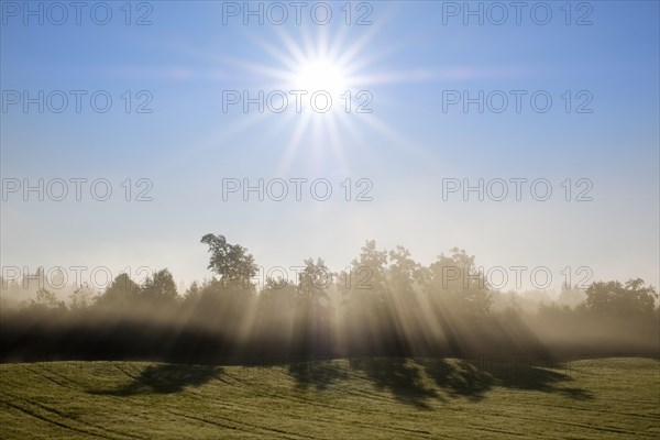 Sunbeams shine through trees in the morning mist