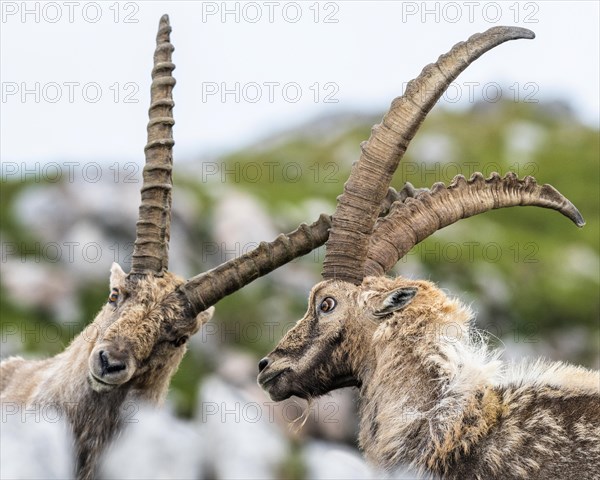 Two ibexes