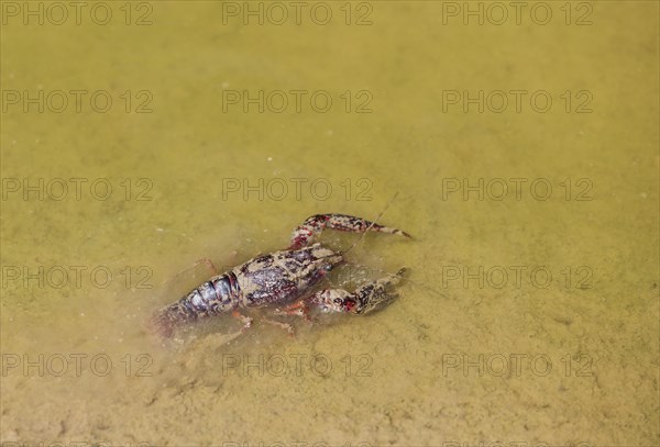 Red Swamp Crayfish