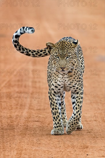 Leopard