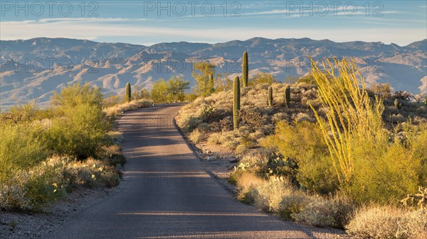 Road through landscape with saguaro cacti