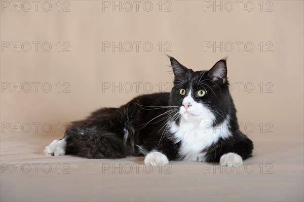 Maine coon