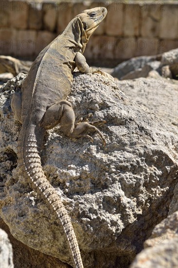 Black spiny-tailed iguana