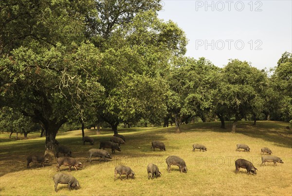 Grazing black Iberian pigs under holm oaks