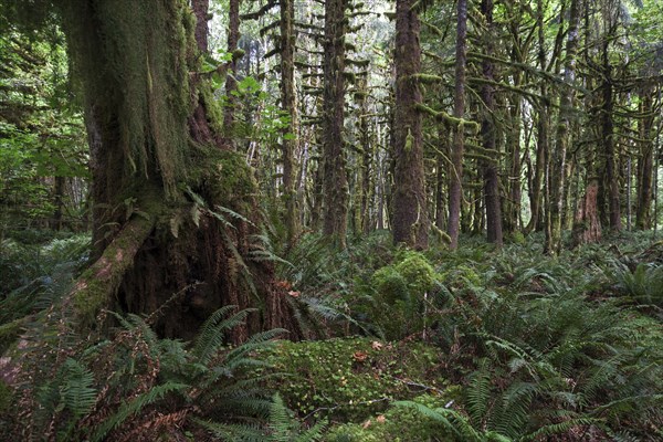 Vegetation with ferns on Kestner Homestead Trail