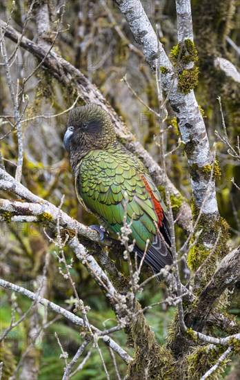 Kea