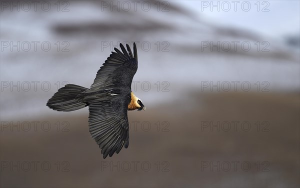Old Bearded Vulture