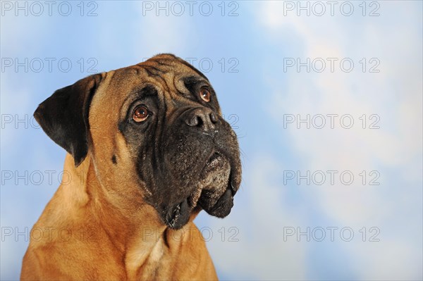 Bullmastiff