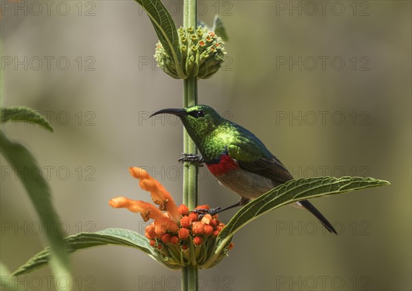 Southern Double-collared Sunbird