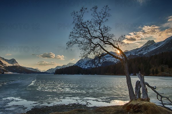 Tree at sunset