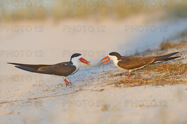 African skimmer