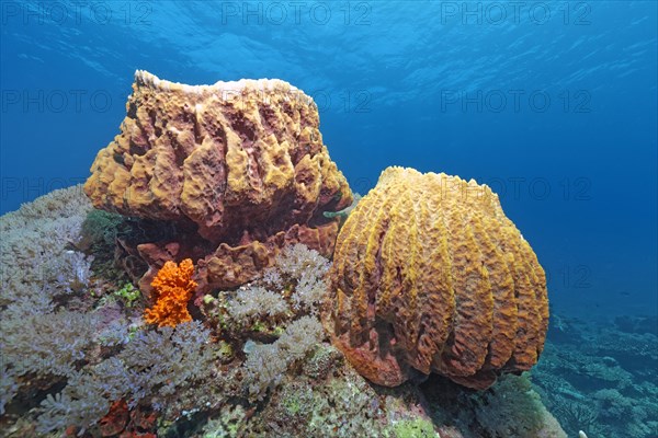 Barrel sponge