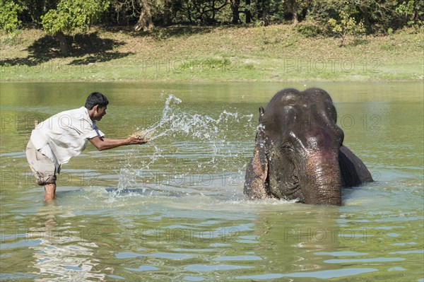 Mahout washes his Indian elephant
