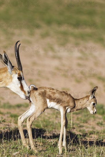 Springboks