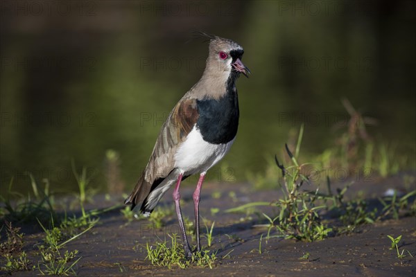 Southern lapwing