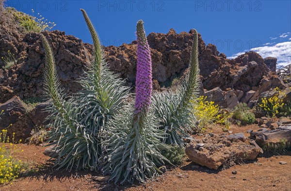 Echium wildpretii