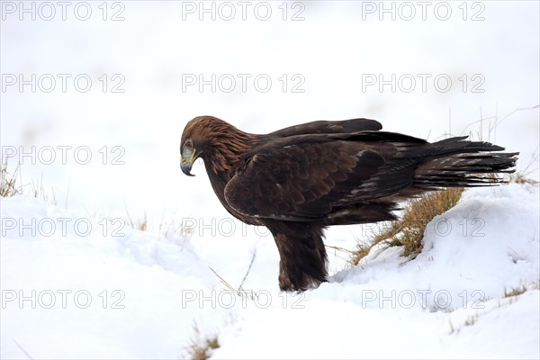 Golden eagle