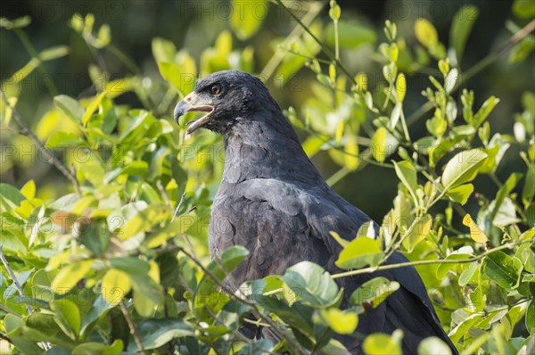 Great Black Hawk